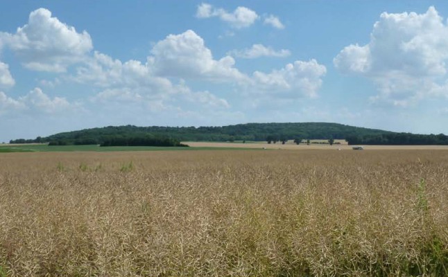 Omnibus | Butte de la forêt de Montgé