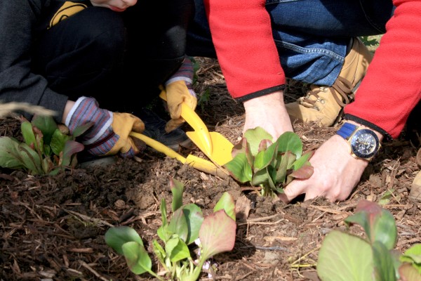 Omnibus | Fleurissement durable, de la théorie à l&#039;action
