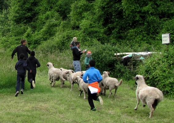 Omnibus | La Sapinière, une friche à Grigny